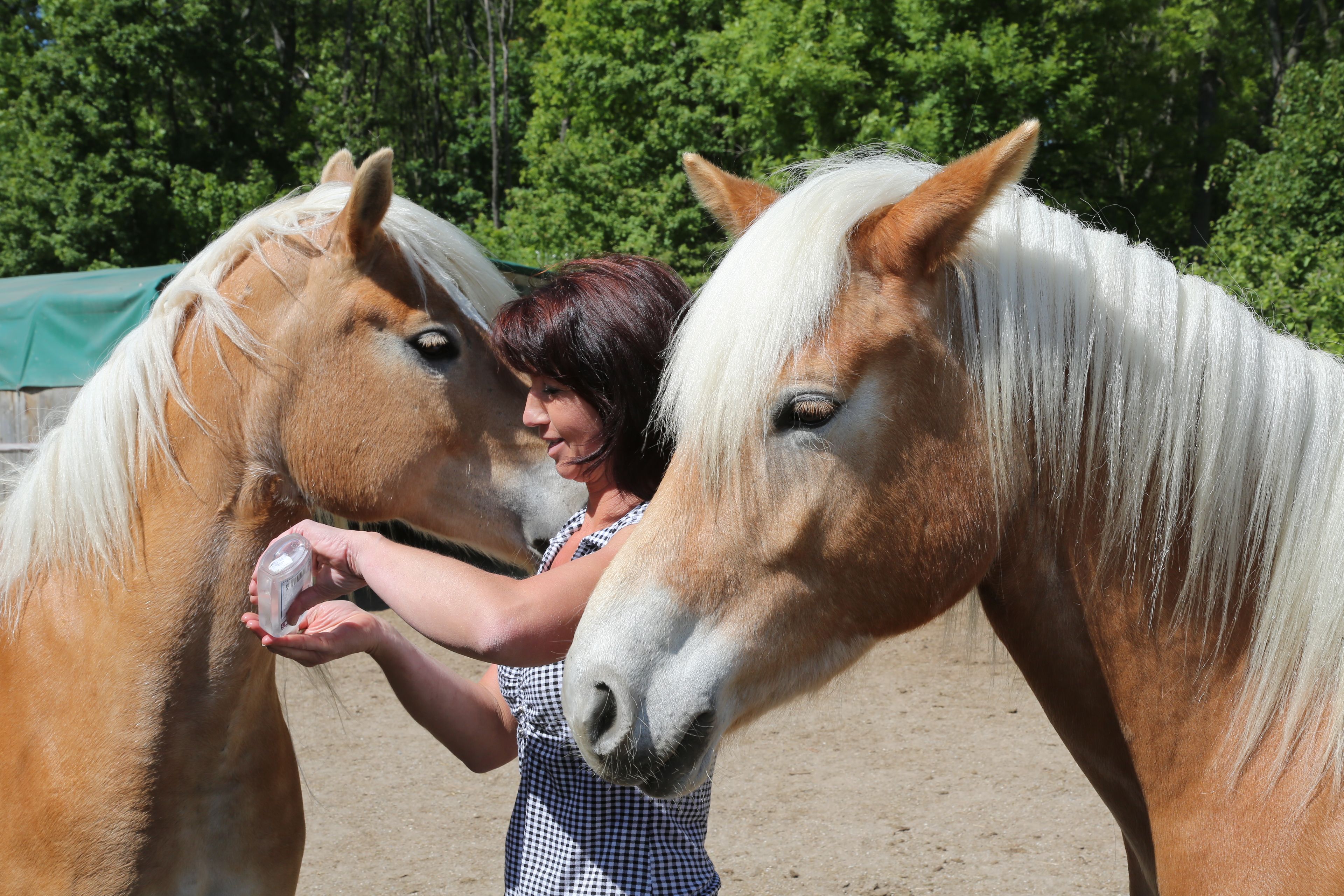 A woman stands between two Haflinger horses and holds a small object in her hand.