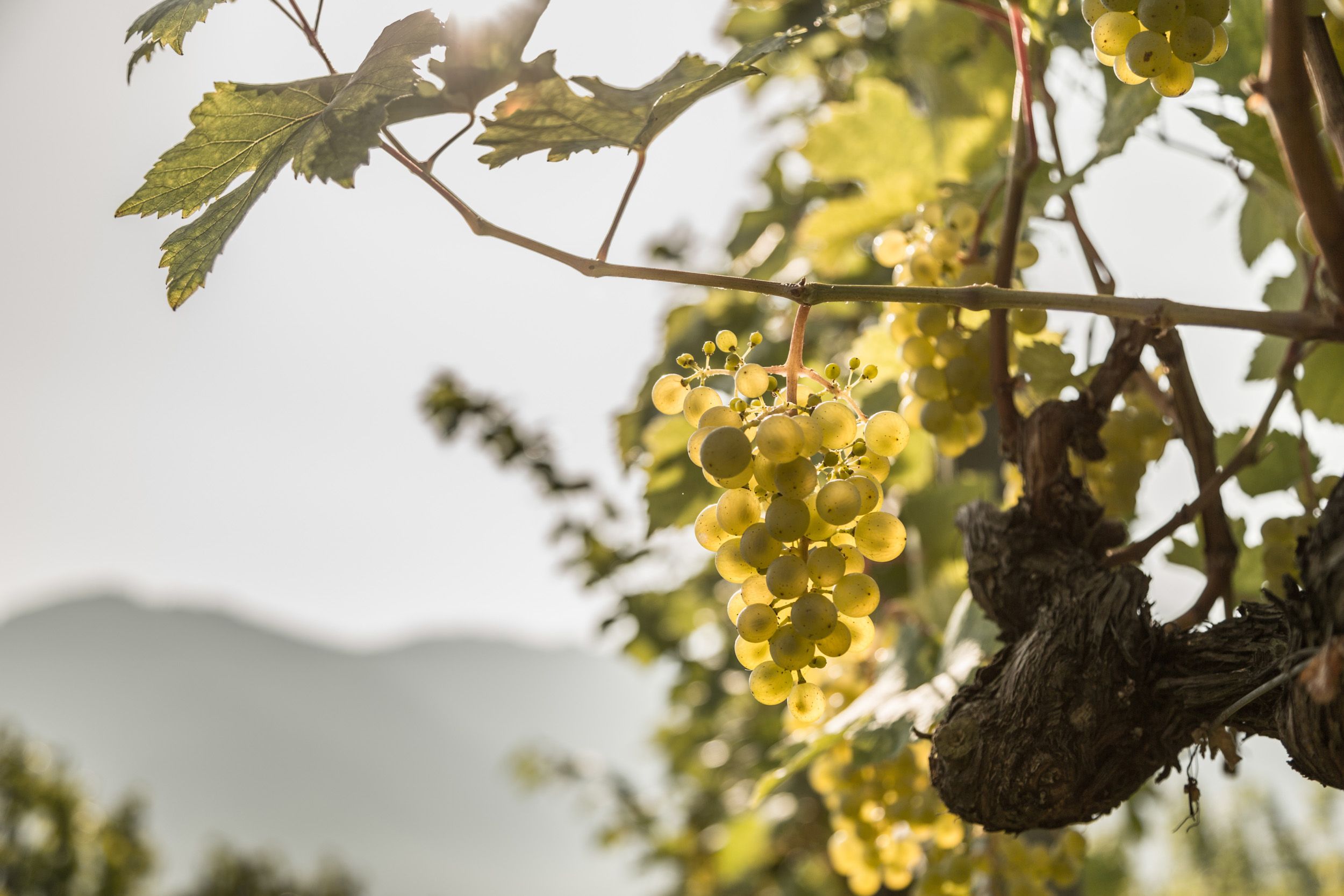 Vines in the Wachau