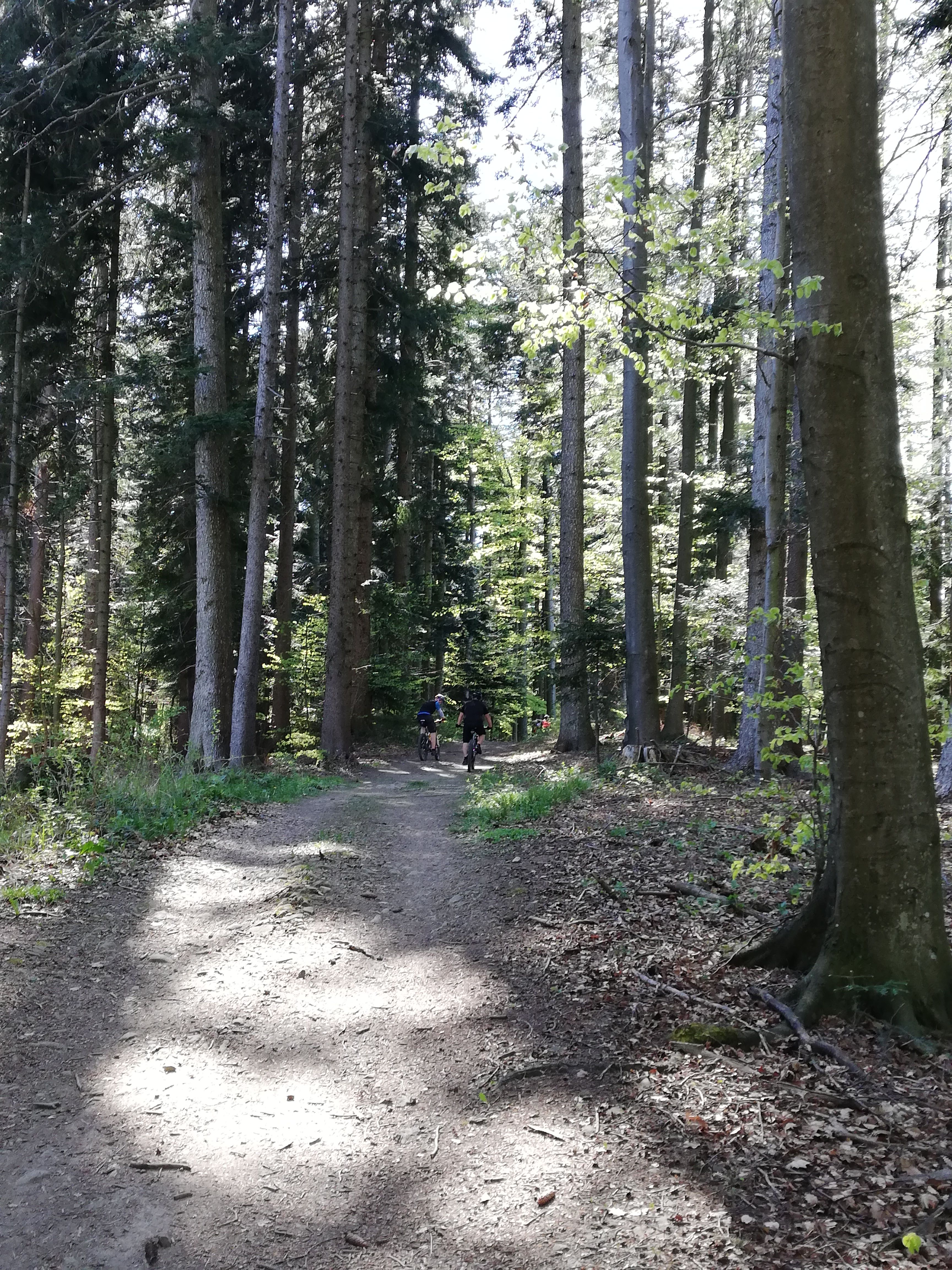 Biking in the forest