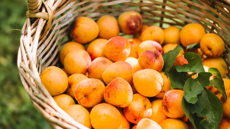 Fruity apricots from Lilli's apricot garden, &copy; N&Ouml;W Stefan F&uuml;rtbauer