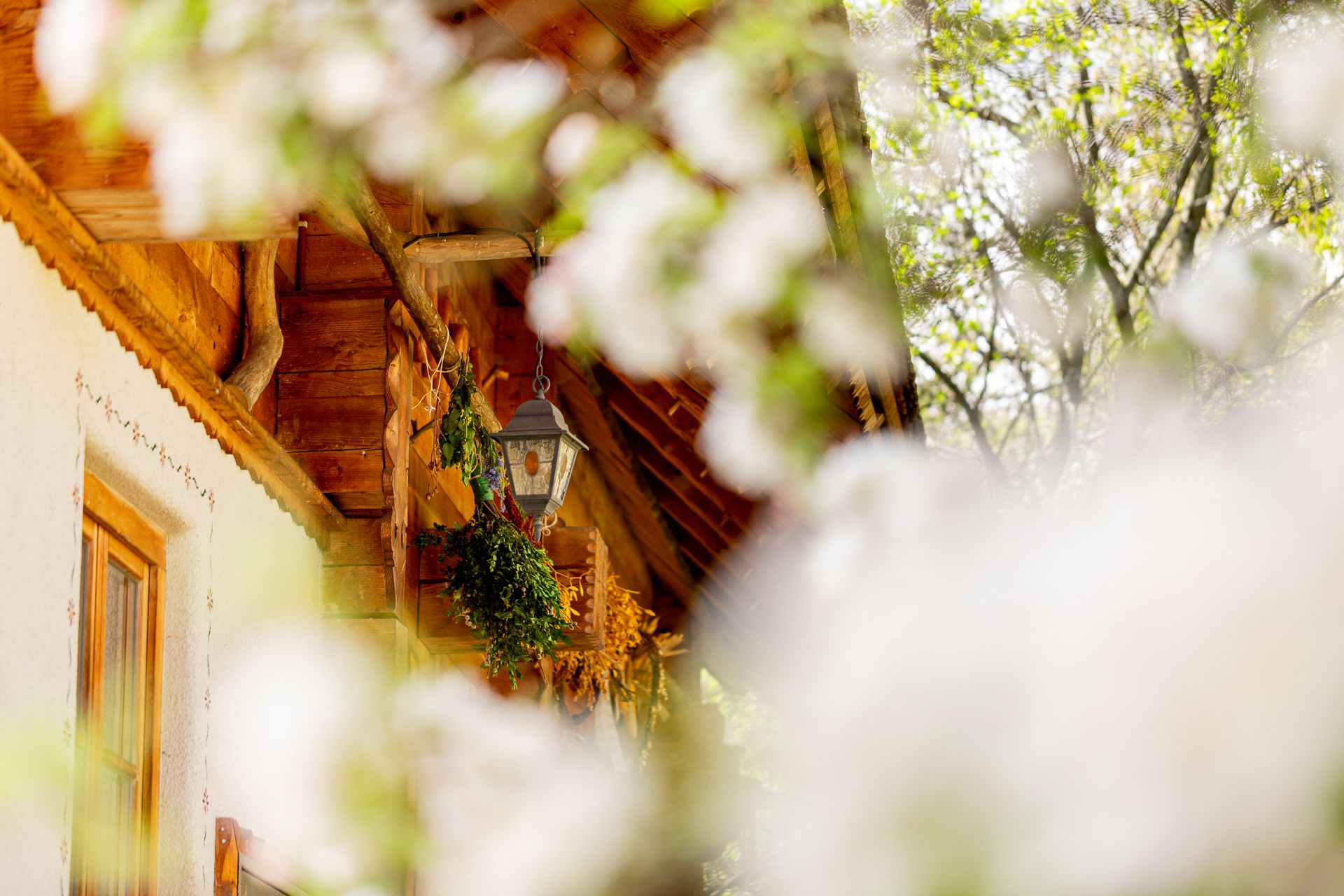 View through flowering branches to traditional house with wood, white façade and lantern.