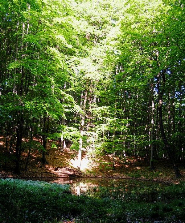 A sun-drenched forest with a small pond in the foreground.