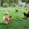 happy chickens, © Patrick Leitner