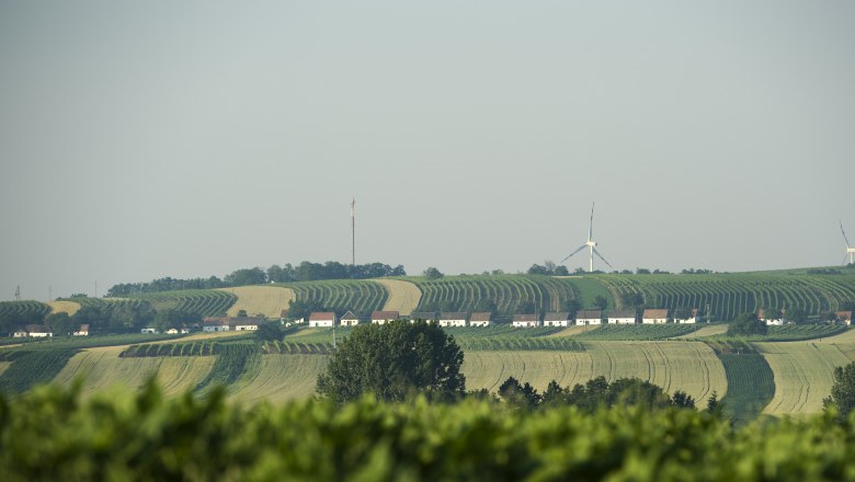 Landscape with vineyards, wine cellar lane and wind turbines in the background.