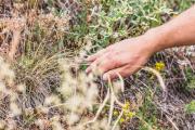 When dry grasslands in the Wachau bloom., © Donau NÖ/Pamela Schmatz