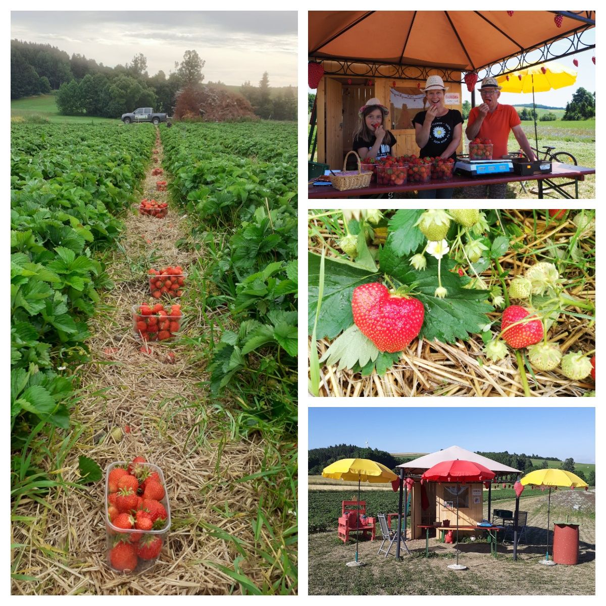 Köck strawberry field
