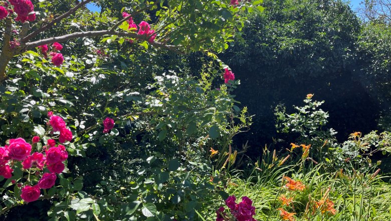 A blooming garden with pink roses and orange lilies under a clear blue sky.