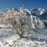 Snow-covered shrub in front of a snow-covered mountain under a clear sky.