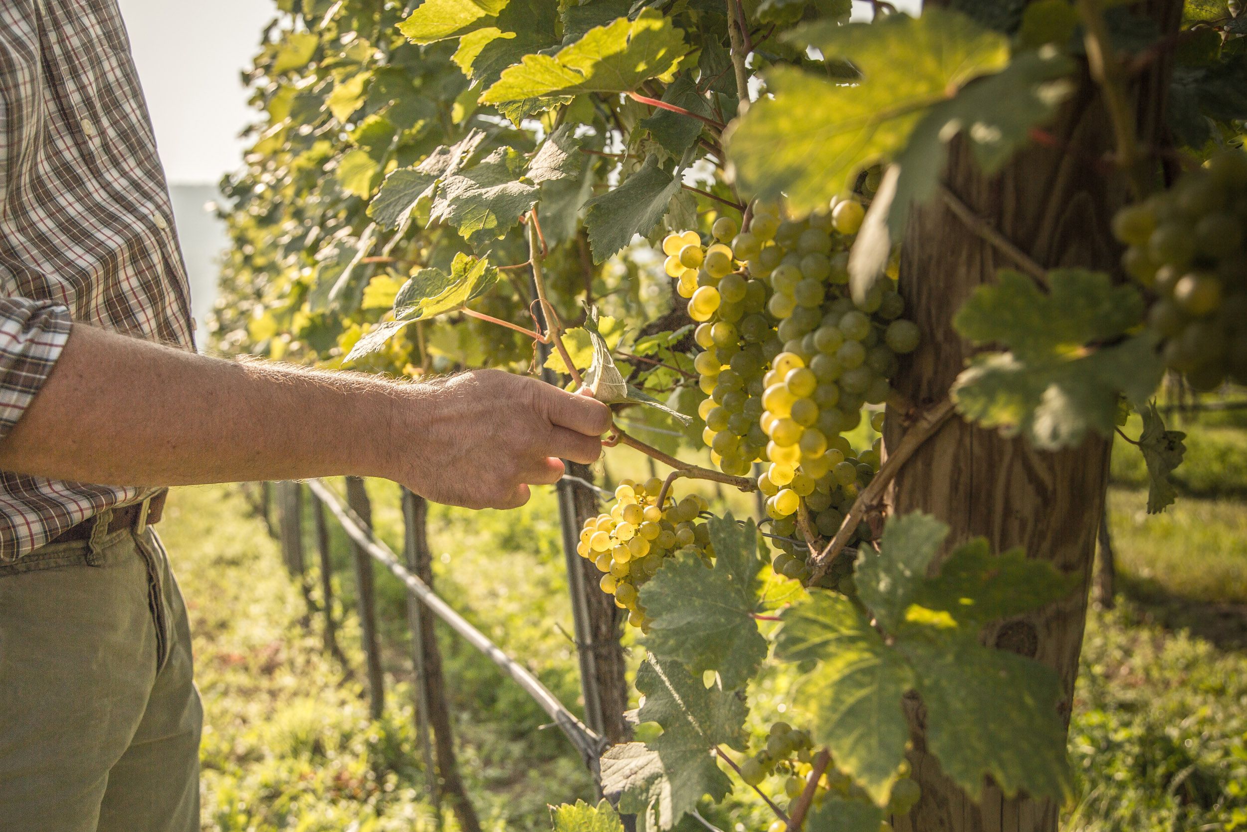 Person checks grapes in the vineyard.
