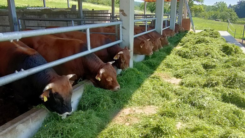 Cows eating grass in a covered barn on a farm.