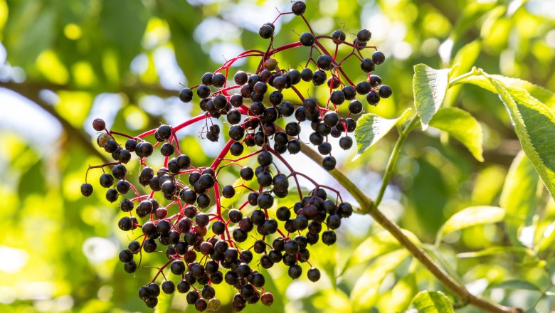 Organic farm Schlangenreith, &copy; Theo Kust