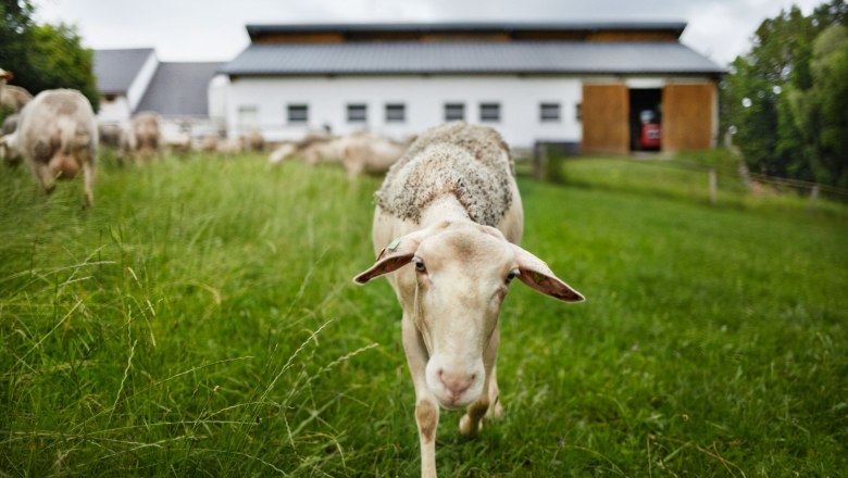 A sheep on a green meadow in front of a stable.