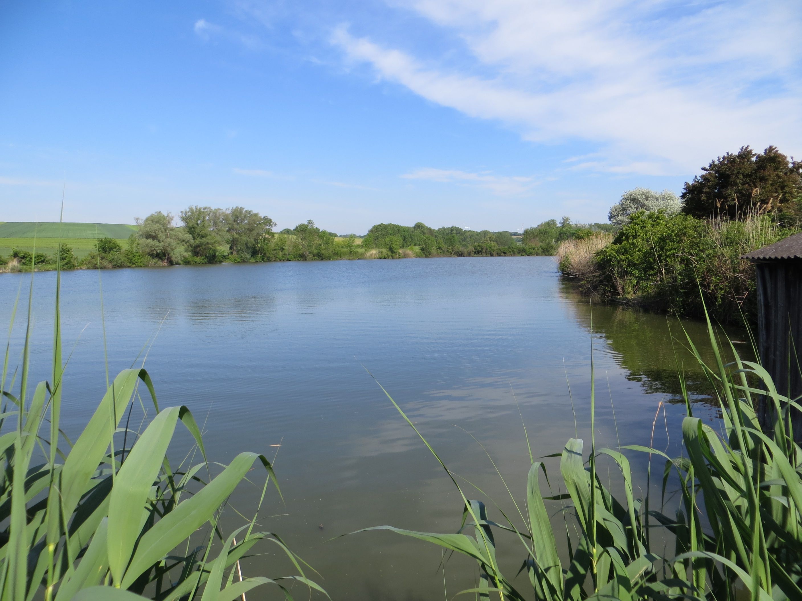 A calm lake with reeds in the foreground and trees in the background under a blue sky.