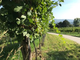 Klosterneuburger Genussradtour, &copy; Wienerwald