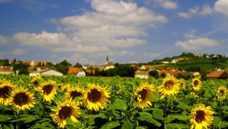 A field full of blooming sunflowers in front of a village with a church and hills in the background.