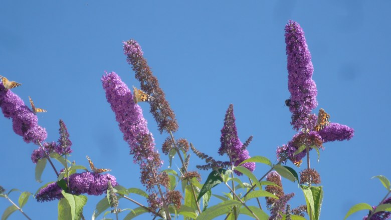 Butterflies on purple flowers against a blue sky.