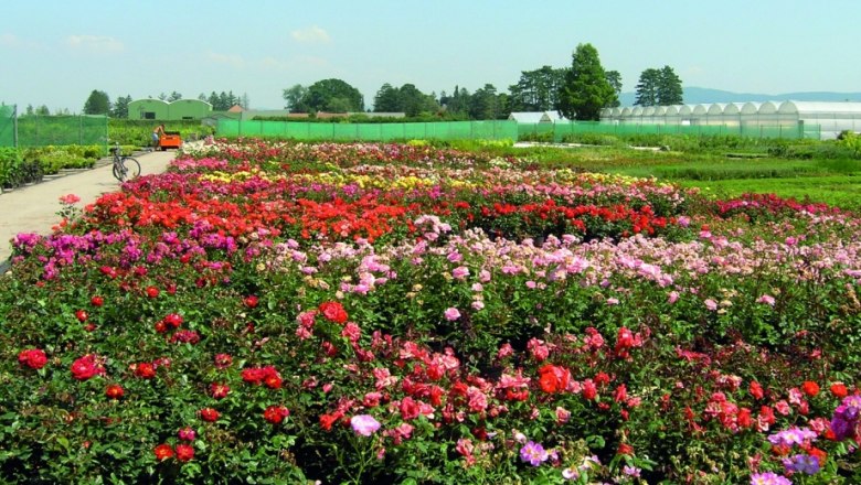 A large field with colorful flowers, greenhouses and a bicycle in the background.