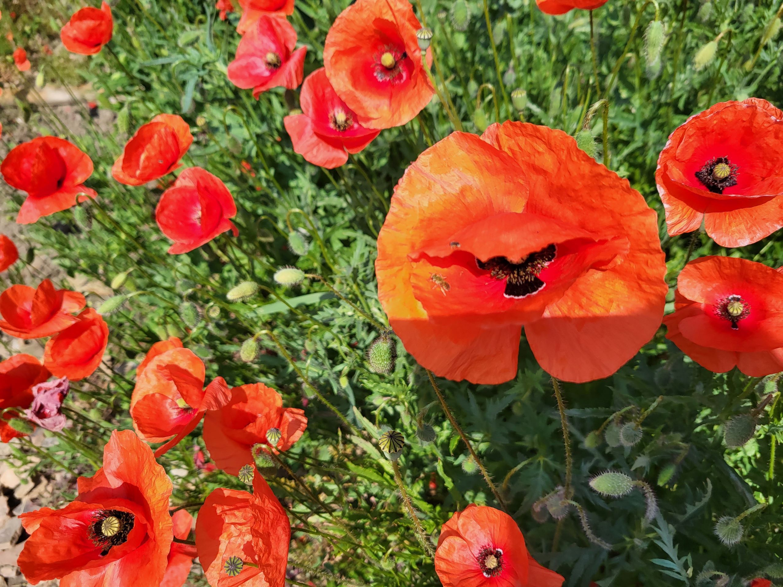 Red poppies blooming in a garden.