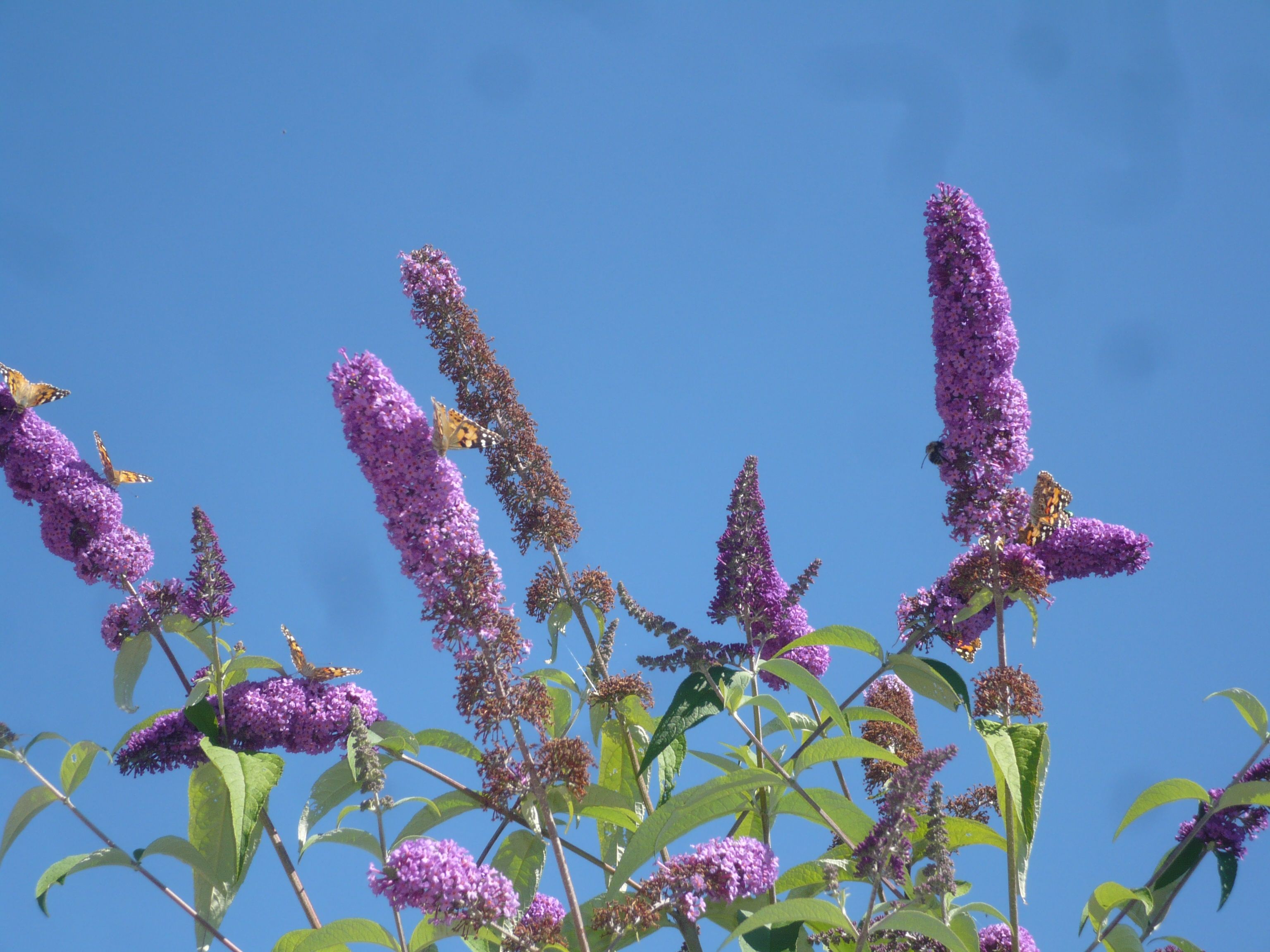 Butterflies on purple flowers against a blue sky.