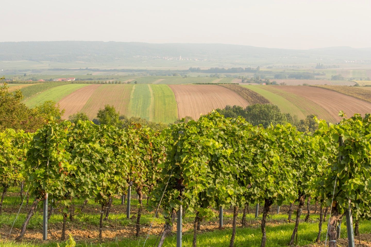 Vineyards around Pulkau