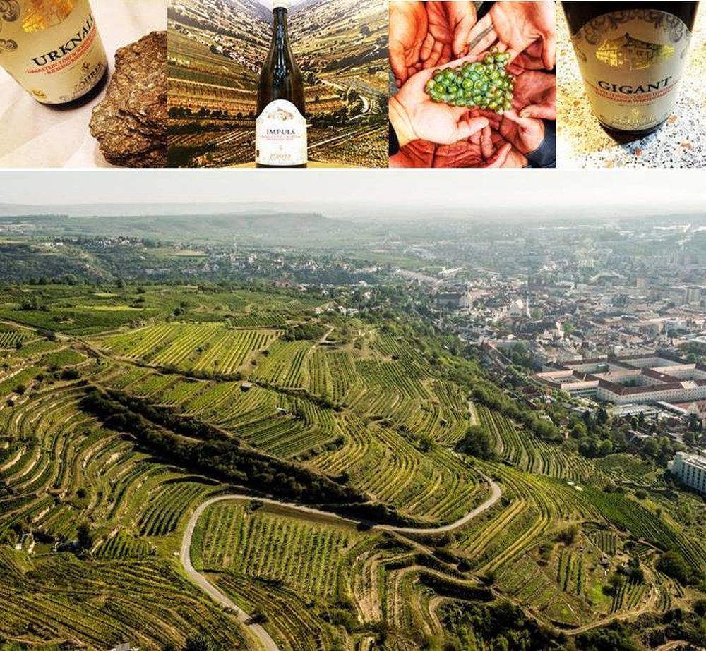 Aerial view of vineyards with town in the background, wine bottles and grapes above.