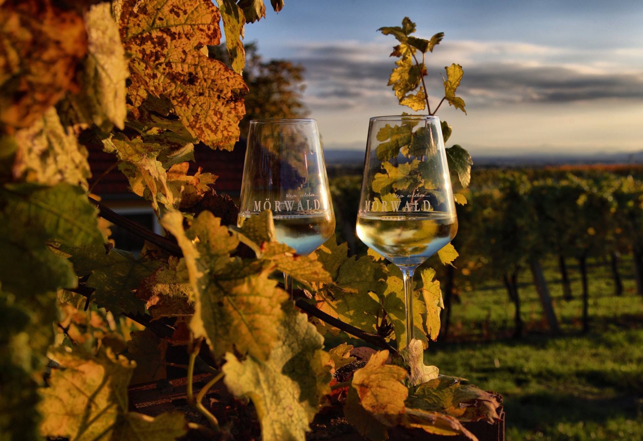 Viticulture Mörwald