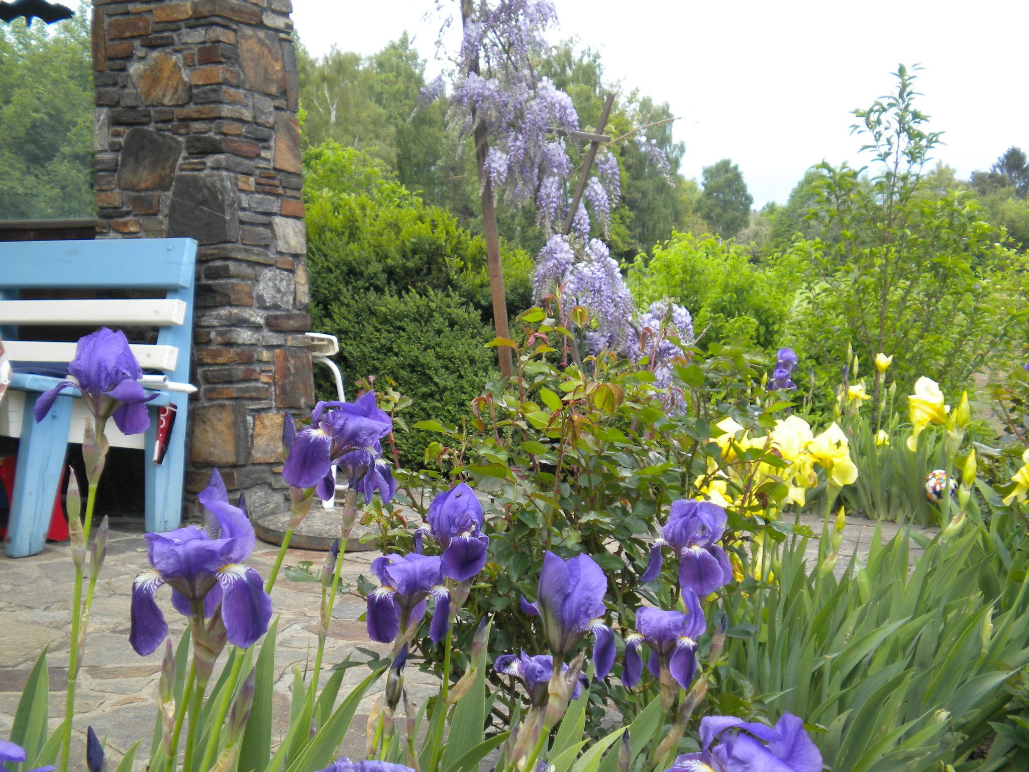 A blooming garden with purple and yellow flowers, a stone wall and a blue bench.