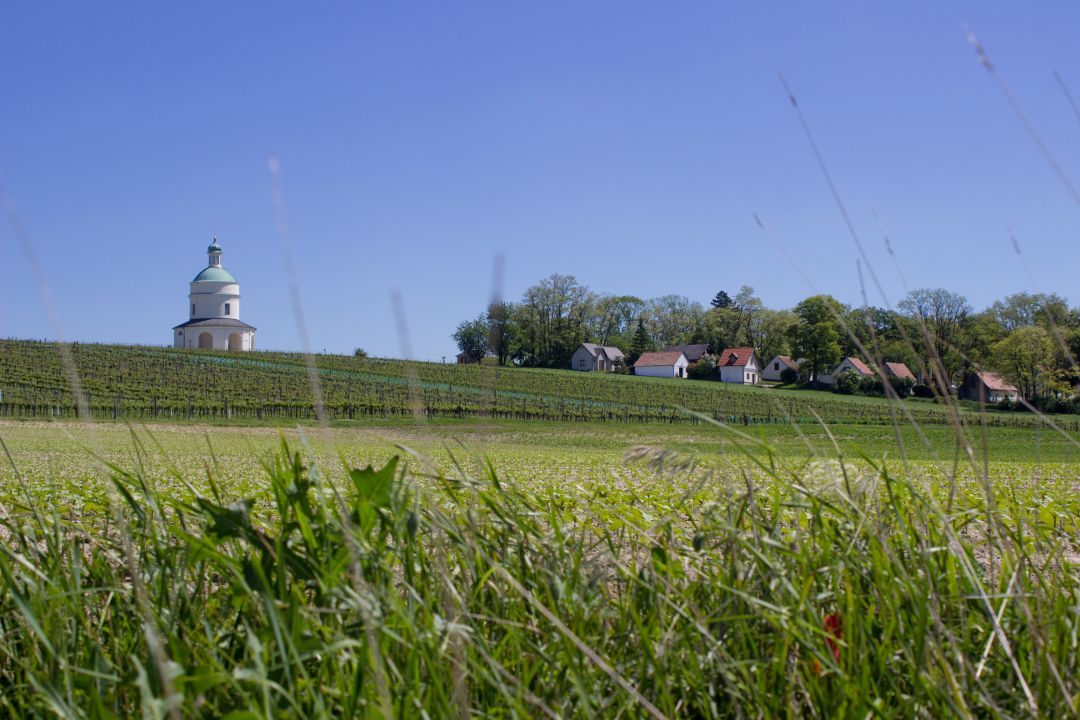 Landscape with chapel, vineyards and houses under a blue sky.