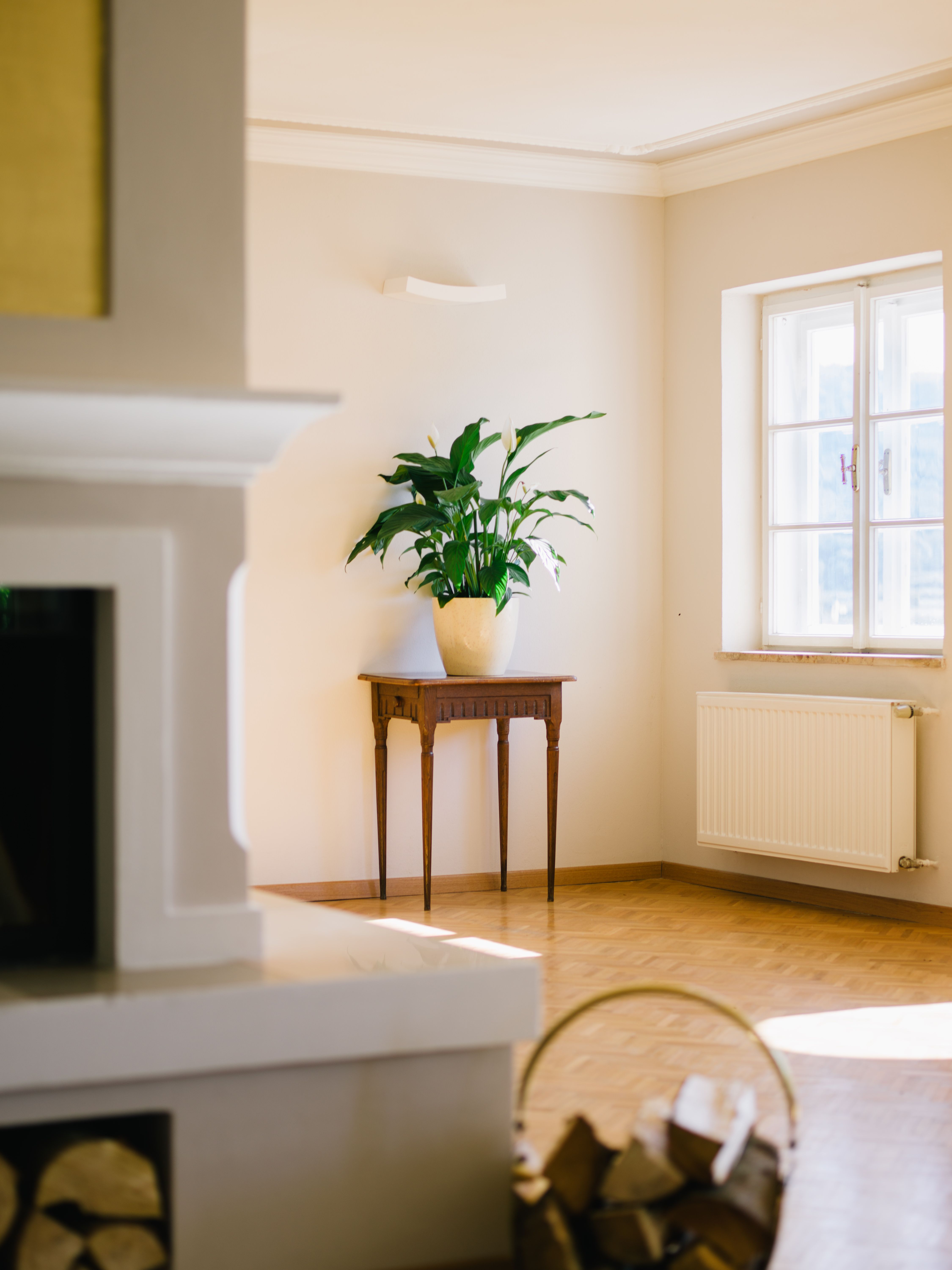 Interior with potted plant on a table next to a window.