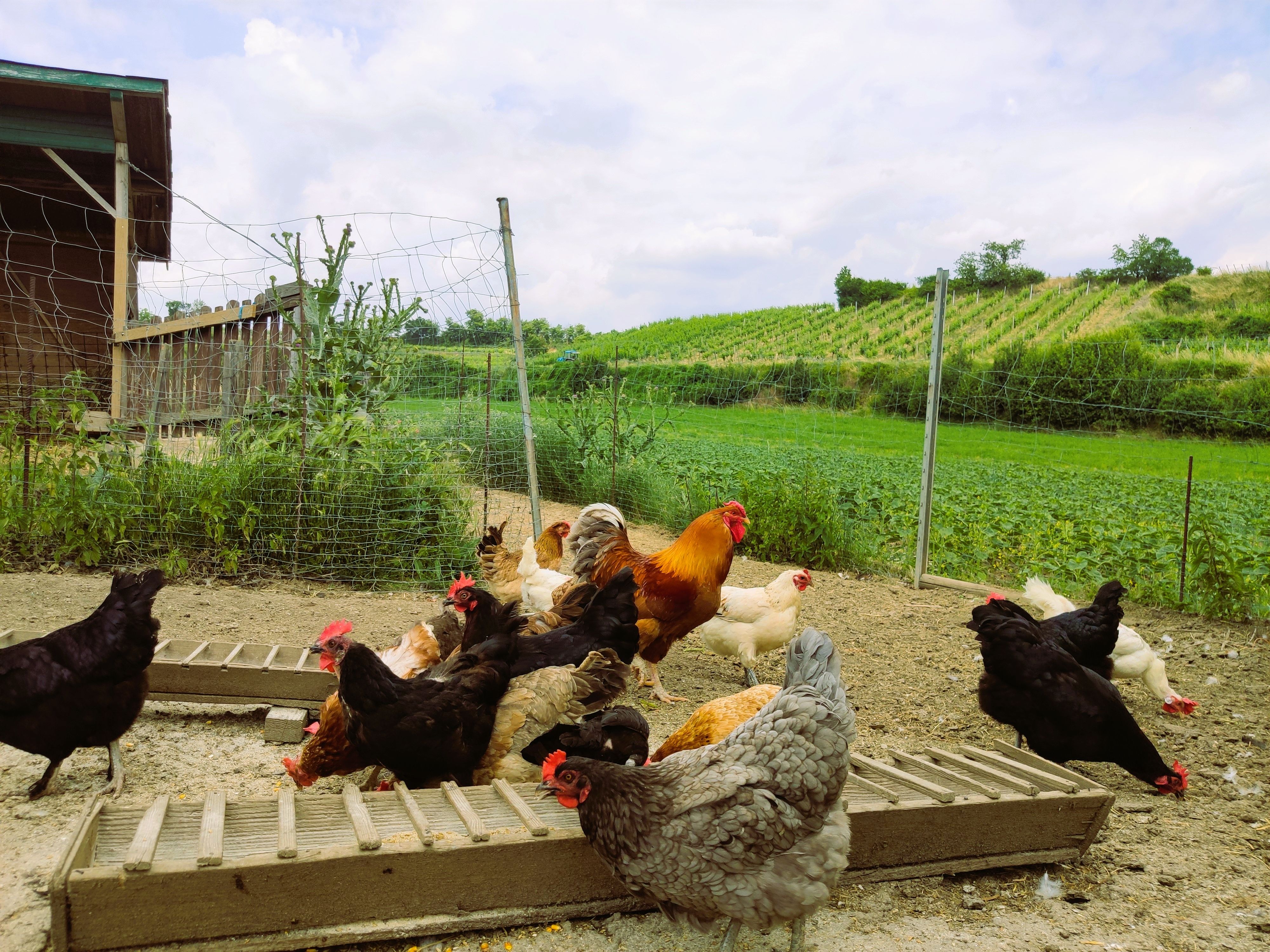 Several chickens fenced in the foreground