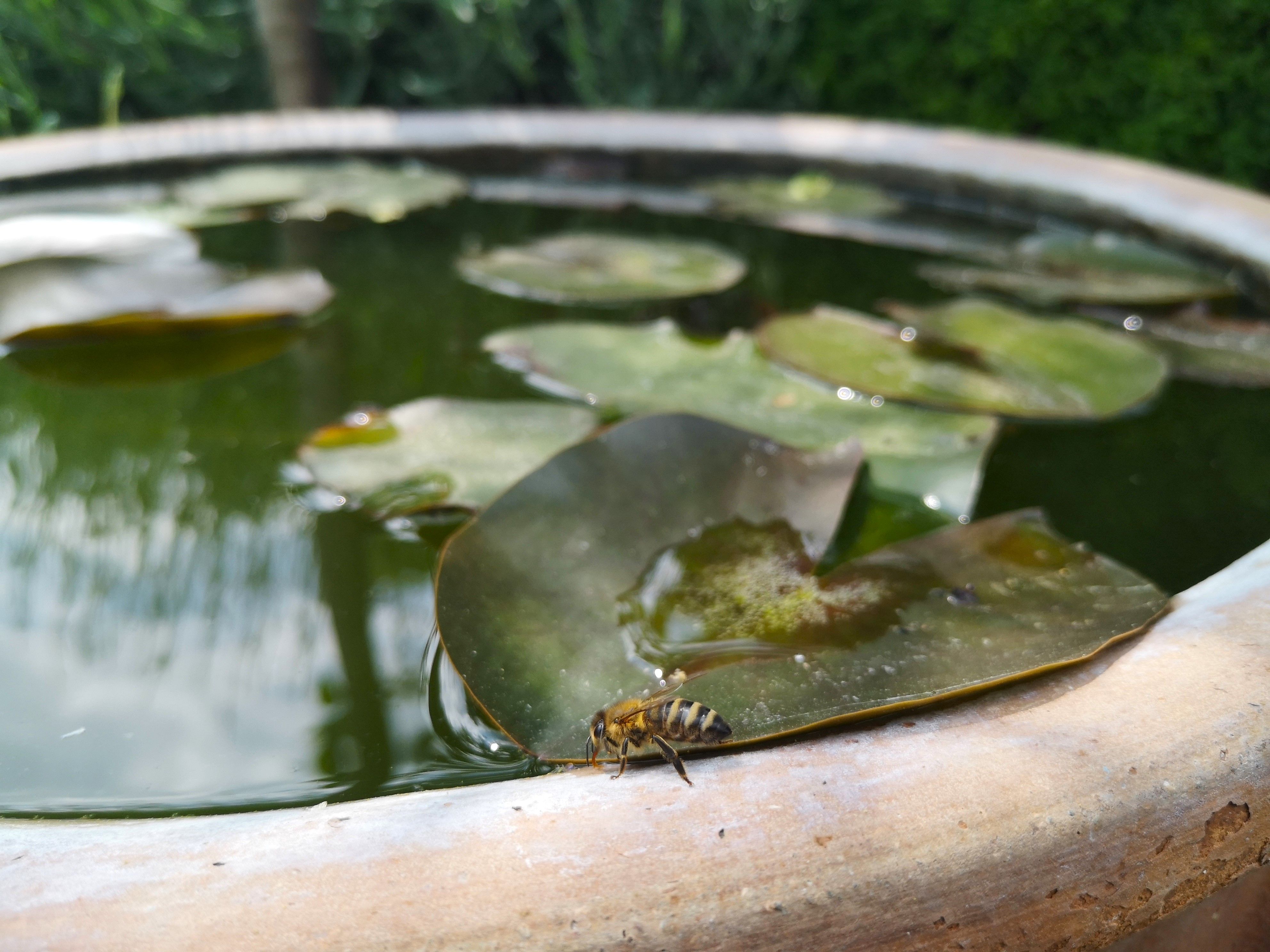 Close-up of a pond with water lily leaves and a wasp at the edge.