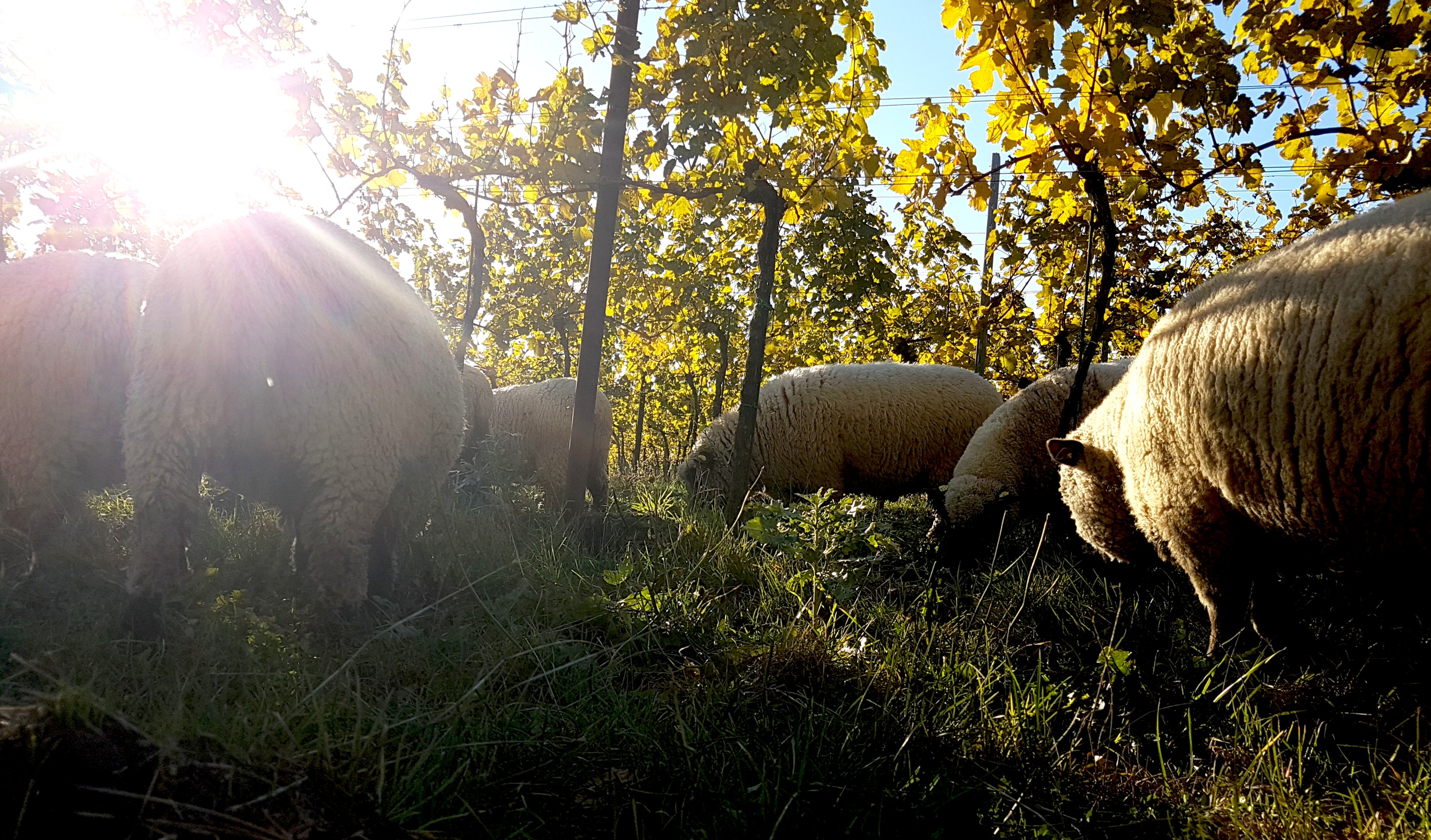 Sheep grazing in a vineyard at sunset.
