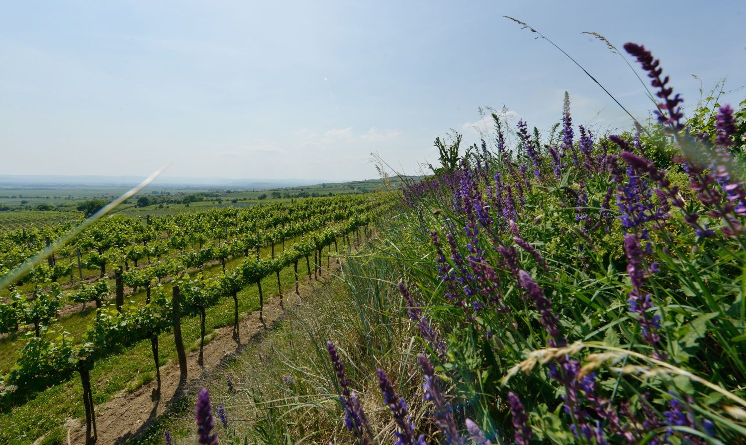 Vineyards on the Wagram with flowering wild plants in the foreground, gently rolling hills and a wide view over the vines under a blue sky.