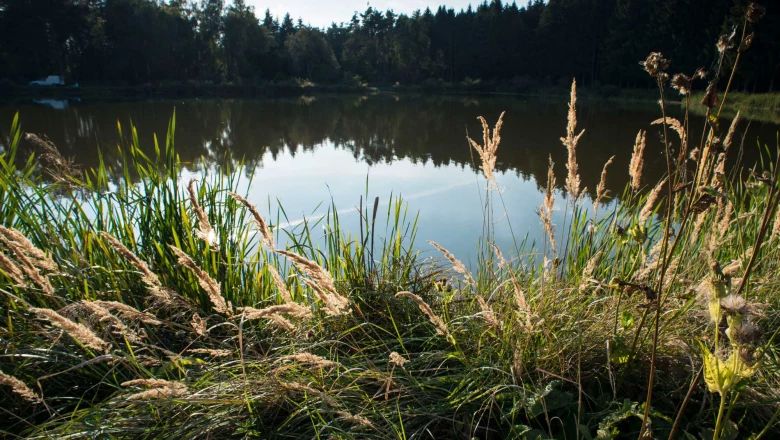 A tranquil pond with reeds and grasses in the foreground, surrounded by forest.