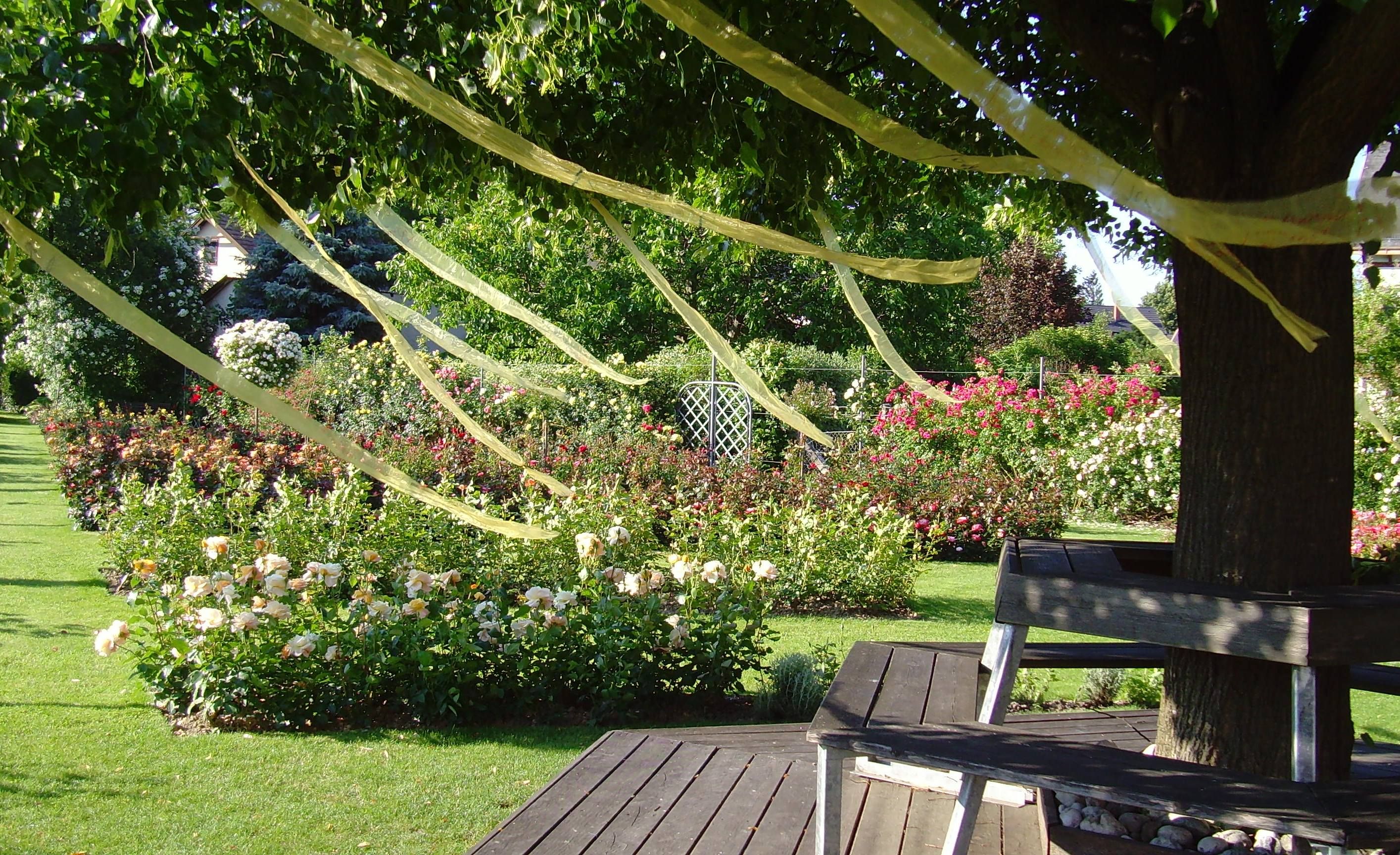 A garden with blooming roses, benches under a tree and yellow ribbons in the branches.