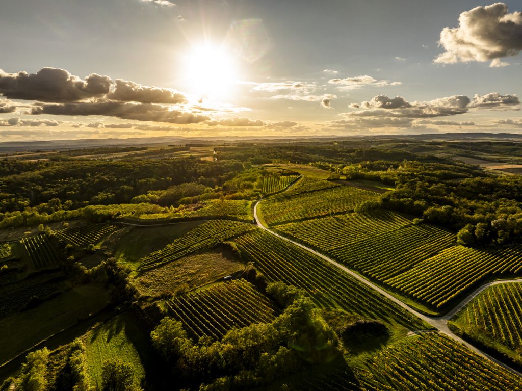 Aerial view of a vineyard at sunset with green vines and wooded areas.