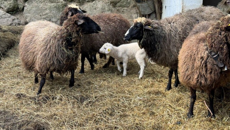 Sheep at the Gsangerer farm (3), © Mostviertel Tourismus