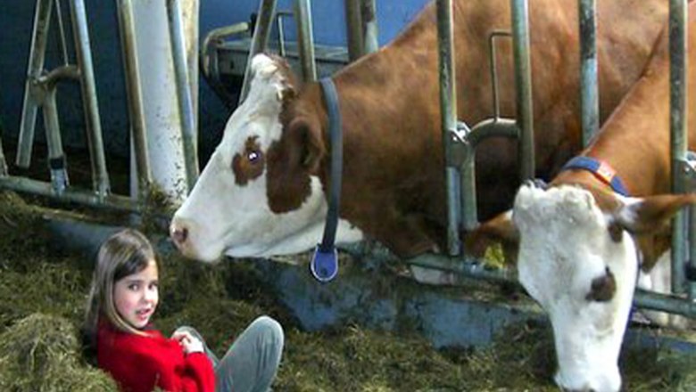 Our cowshed, © Familie Erber