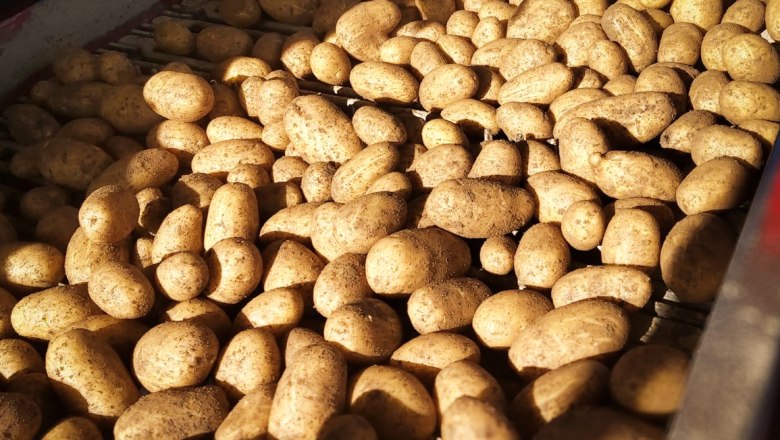 Potatoes on a conveyor belt in the sun.