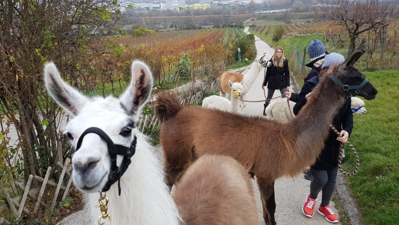Alpaca experience in the Vienna Woods, © (c) Karina Pöschl