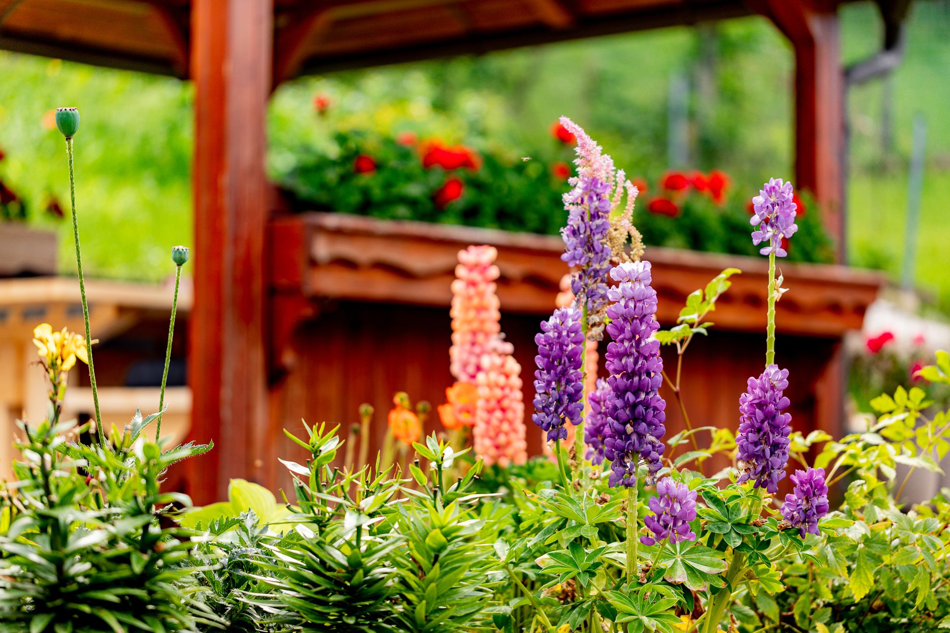 Colorful flowers in front of a wooden pavilion in the garden.