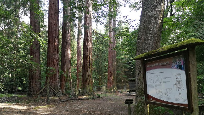 Redwood trees in a wooded area with an information sign in the foreground.