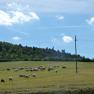Flock of sheep on a meadow in front of a wooded hill with a lookout tower.
