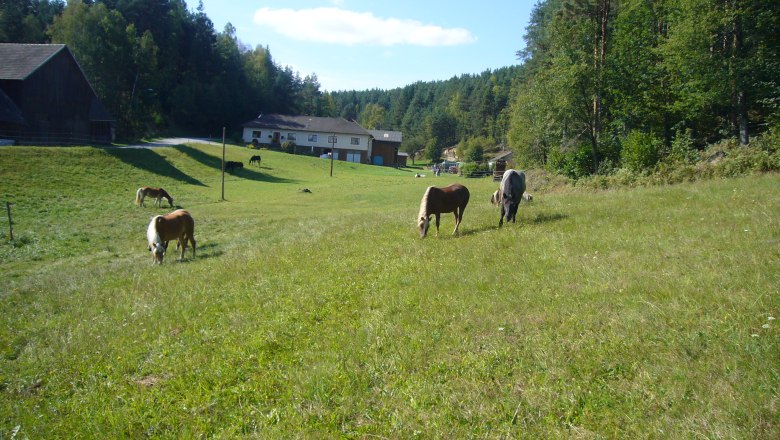 Horse farm large paddock, &copy; Pferdehof Kurzmann