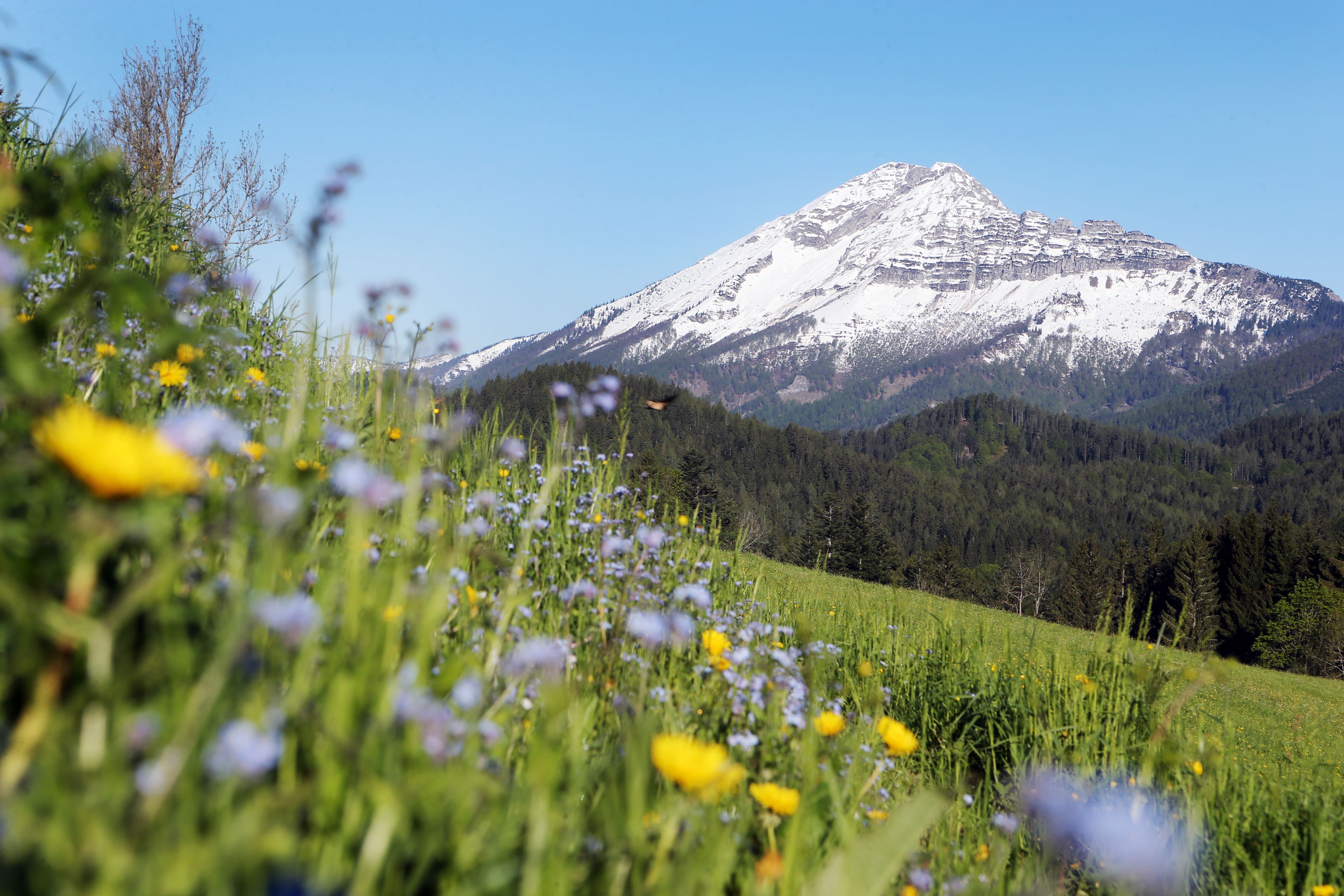 Ötscher mountain with snow-covered peak, surrounded by forests and a flower meadow in the foreground.