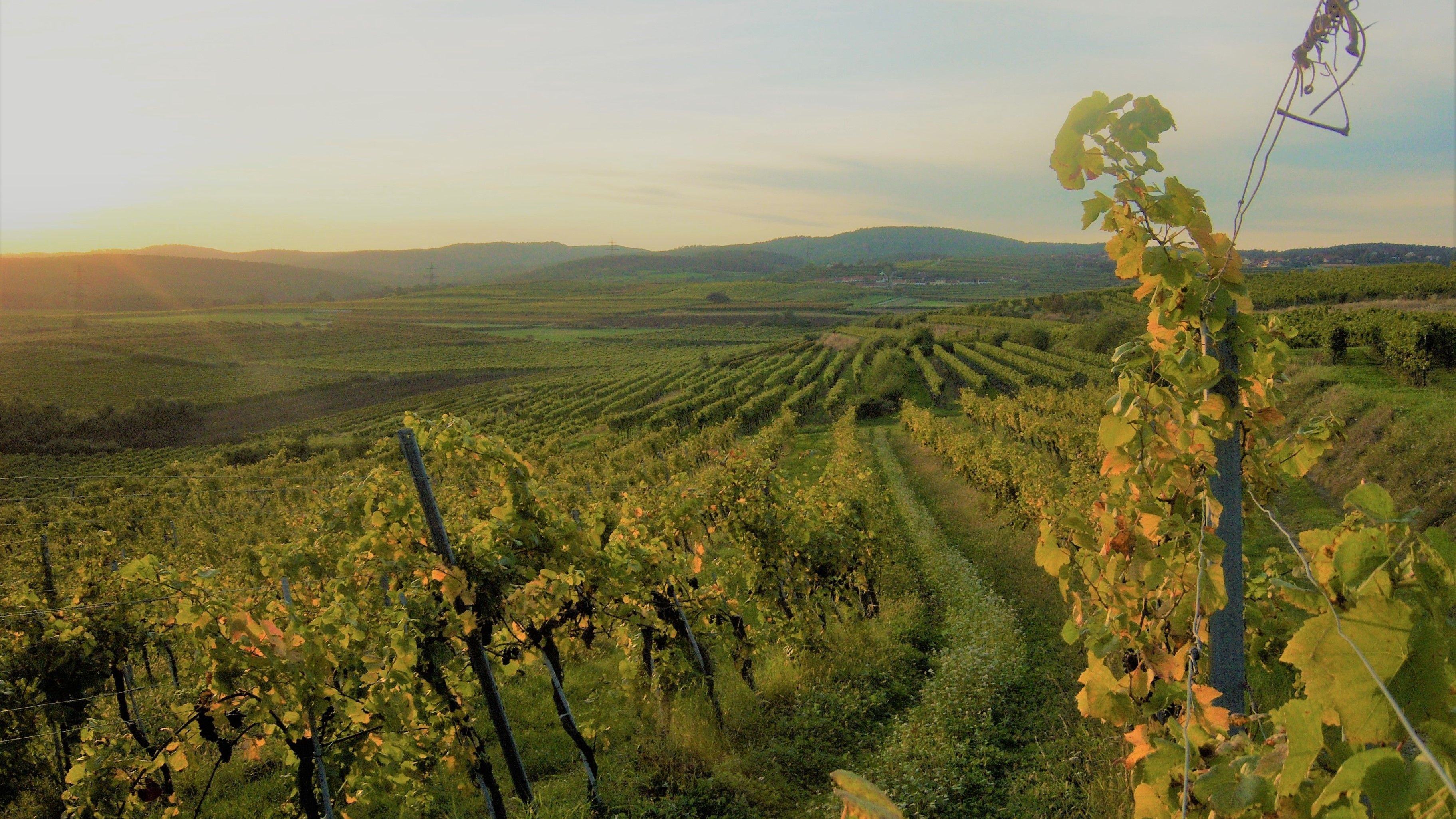Vineyards