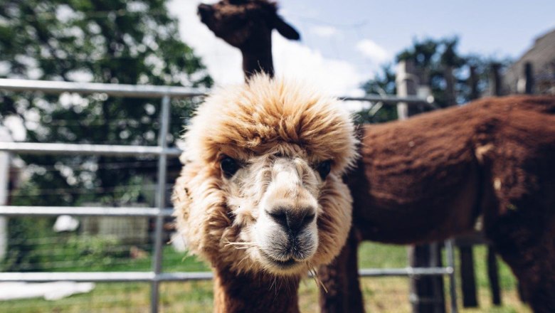 Seehof Alpacas, © Familie Kaufmann