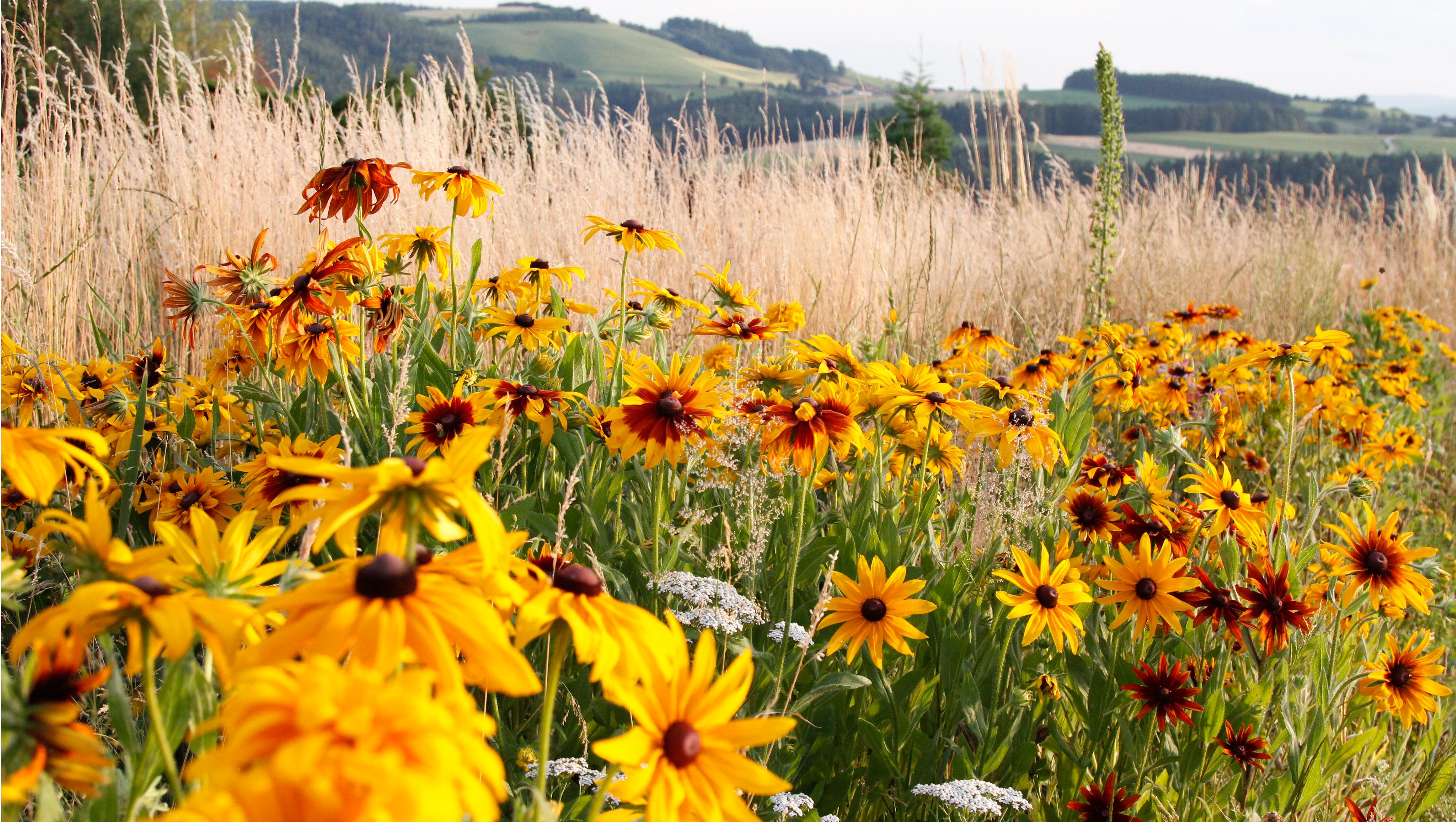 Meadow with yellow coneflower in front of a hilly landscape.