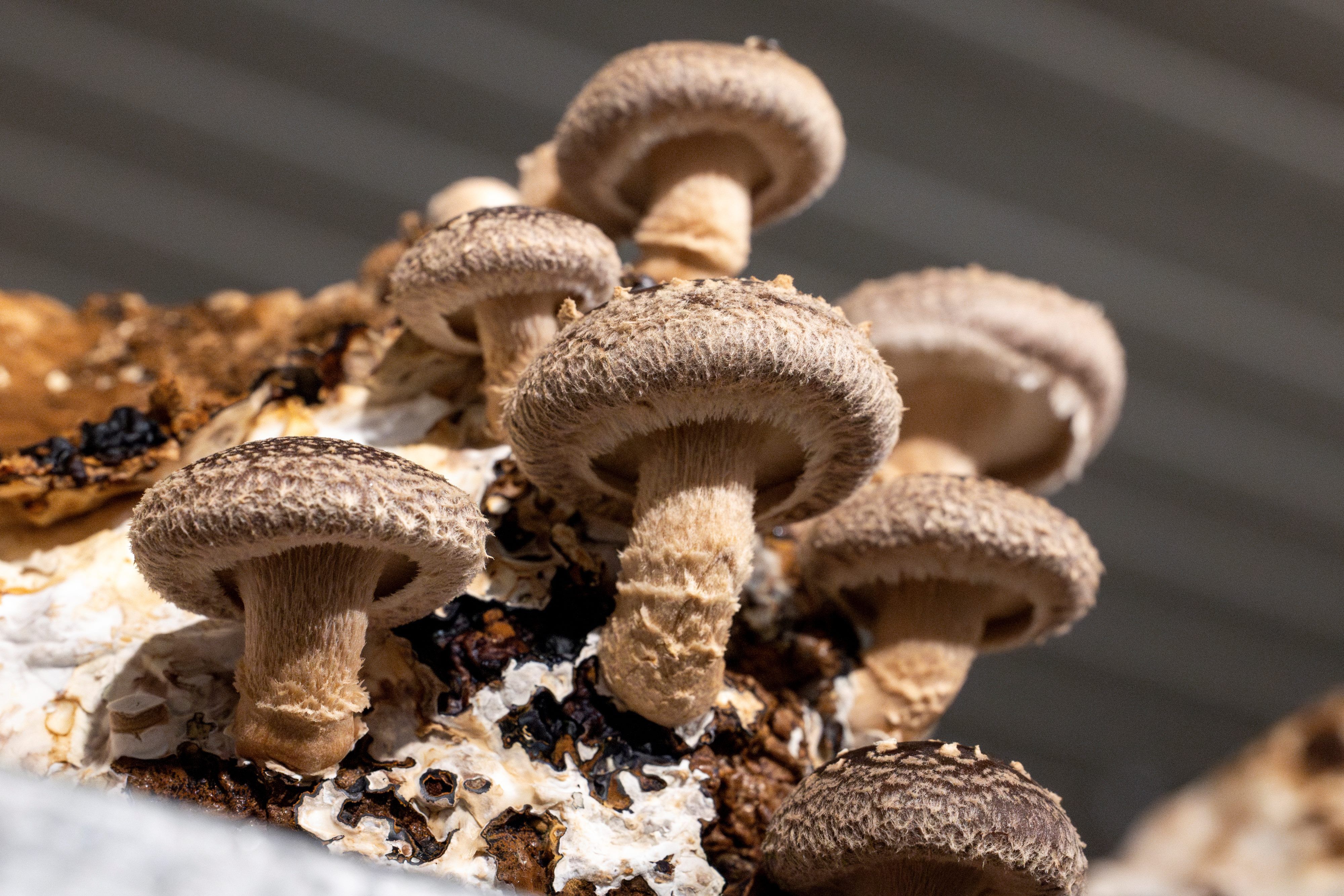 Emperor mushrooms