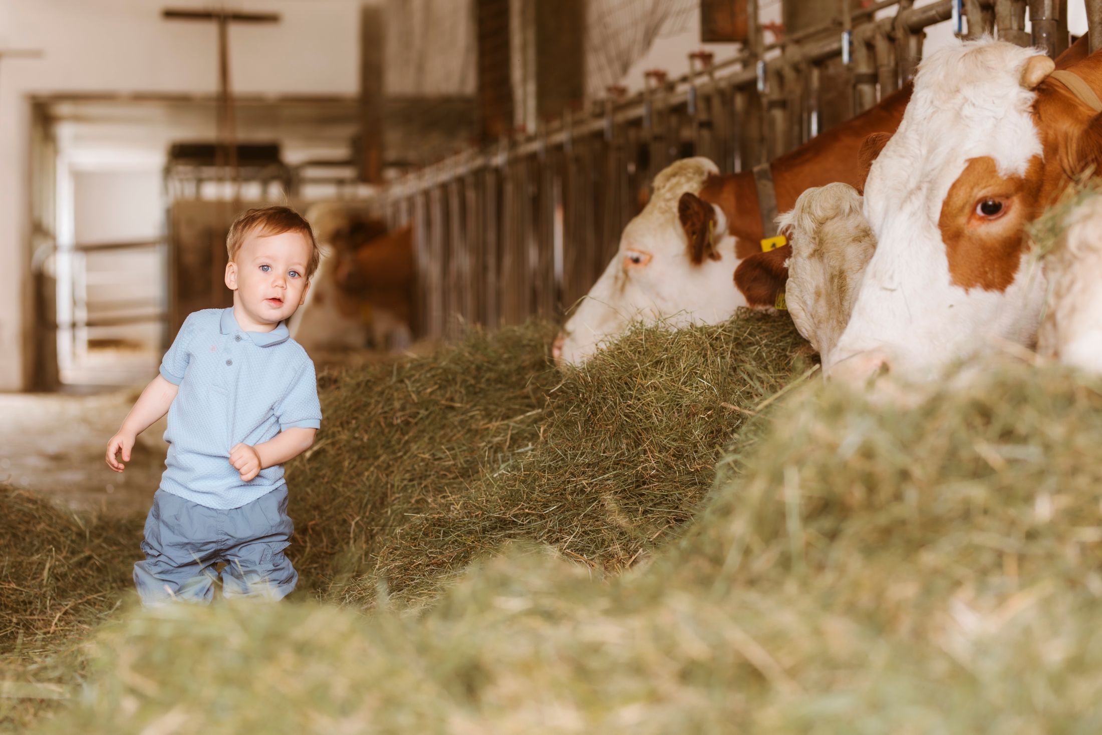 A small child stands in a barn next to cows eating hay.